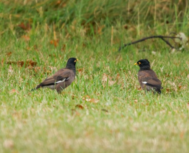 A hunt is underway for these two myna birds spotted in Christchurch's redzone in New Brighton in...
