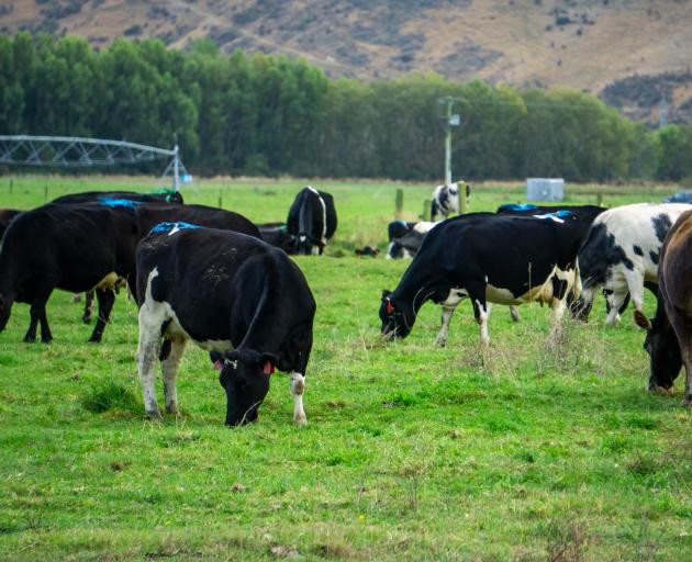 Cows graze on a Duntroon farm which would have been affected by proposed overlays in the Waitaki...