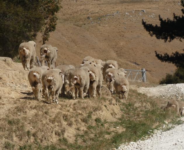The Evans family run 4200 Corriedale ewes, including a stud flock, at their coastal Omihi farm,...