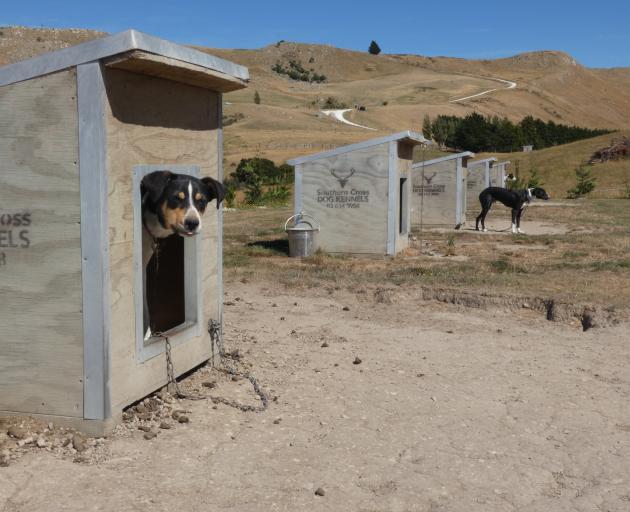 A top line-up of dogs need no encouragement when it comes to stock work at the Evans family’s...