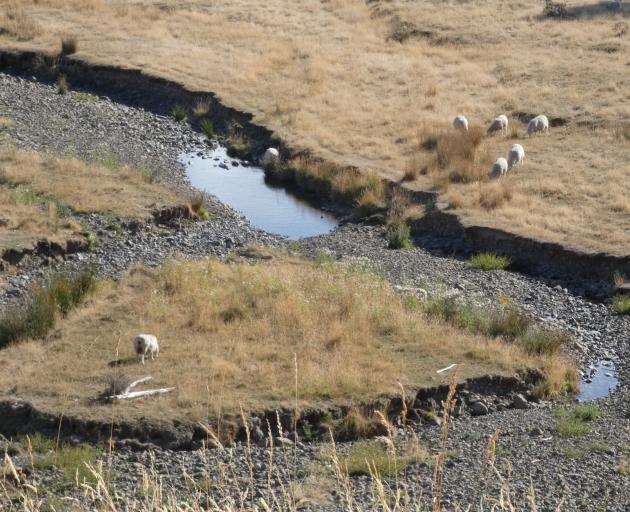 A dry summer has left North Canterbury dryland farms with parched paddocks. PHOTO: TIM CRONSHAW