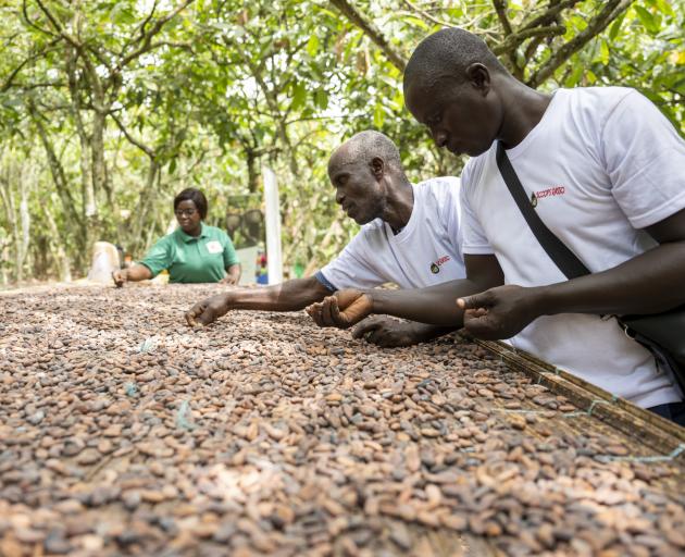 Farmers sort dirt and foreign objects out of the cocoa beans on a cocoa plantation in  Agboville...