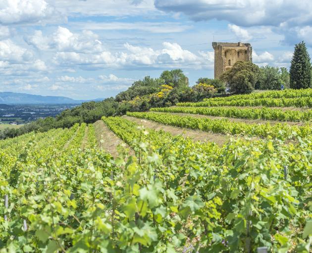 Vineyards in the southern Rhone sunshine. Photo: Getty Images