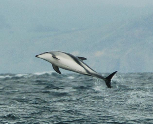 A Hector's dolphin leaping off Blueskin Bay. PHOTO: ODT FILES