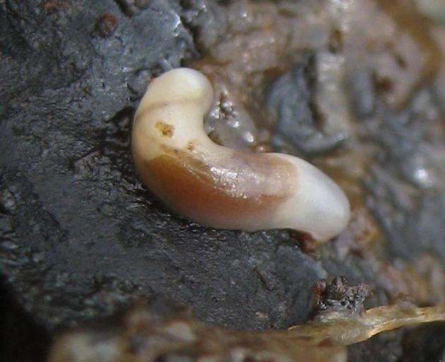 A Smeagol found at a Wellington beach. PHOTO: SUPPLIED/WILDWIND/INATURALIST