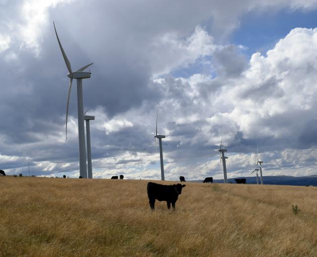 Cattle graze around wind turbines on Wainui farm.