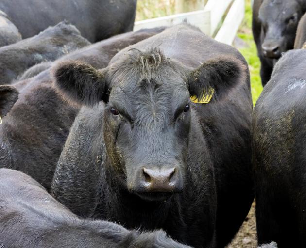 Delmont Angus cattle on show at the Southern Angus Ward Tour in Kuriwao Valley last week. PHOTO:...
