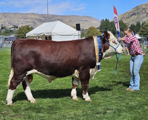 Handler Holly Speers, of Australia, parades yearling bull Waikaka Redford 2266, known by his...