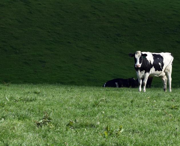 A cow on Benio Dairy farm near Gore.