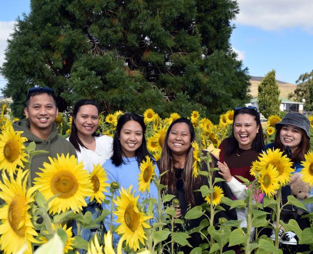 Posing in a sunflower crop in Clinton are (from left) Francis Layug, Girlie Ellaso, Annika Vego,...