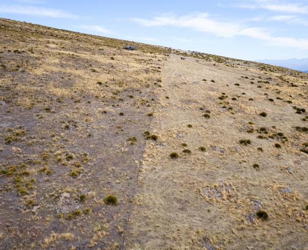 A paddock (left) dominated by the invasive weed hieracium compared to a paddock more intensively...