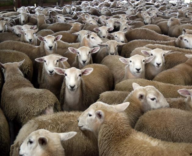 A flock of Wiltshire cross ram lambs, which sold for $142 each excluding GST at an on-farm...