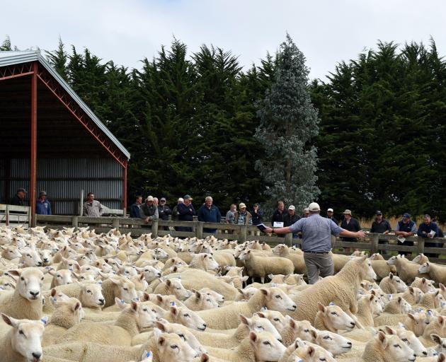 PGG Wrightson Russell Maloney auctions a Wiltshire cross ewes at an on-farm capital stock sale in...