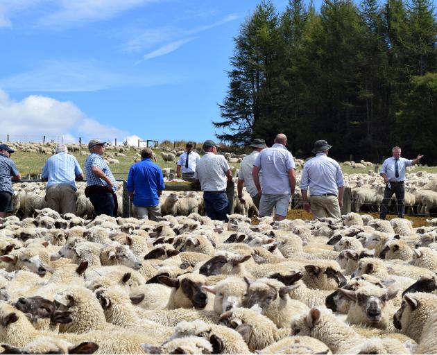 Rural Livestock agent Rob Fowler auctions lambs at Mt Stalker Station in North Otago last week.