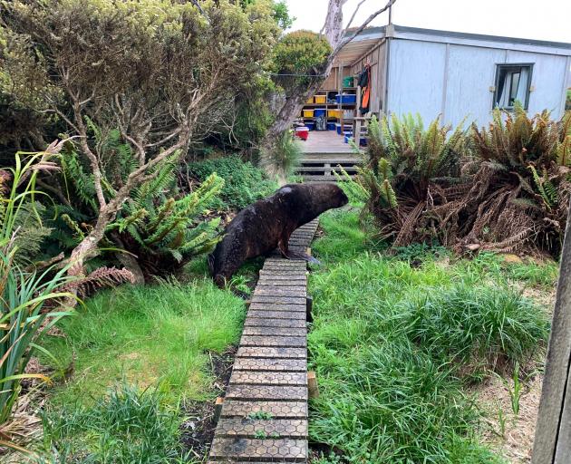 A curious male sea lion checks out the accommodation on Enderby Island during the project. PHOTO:...