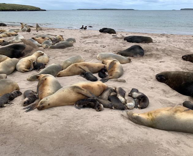 Sea lions enjoy an evening rest. PHOTO: JORDANA WHYTE