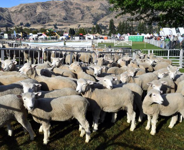 Sheep wait in a pen during the dog trial event at the Wānaka A&P Show. PHOTO: STEPHEN JAQUIERY 