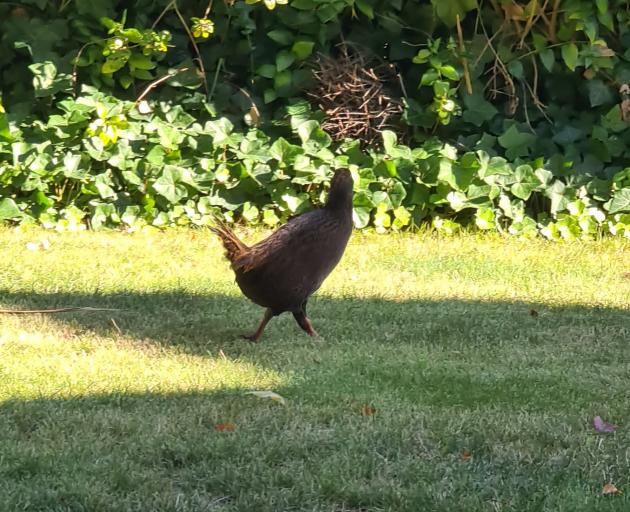 A weka spotted in Dunedin on the University of Otago campus. Photo: Noel Jhinku