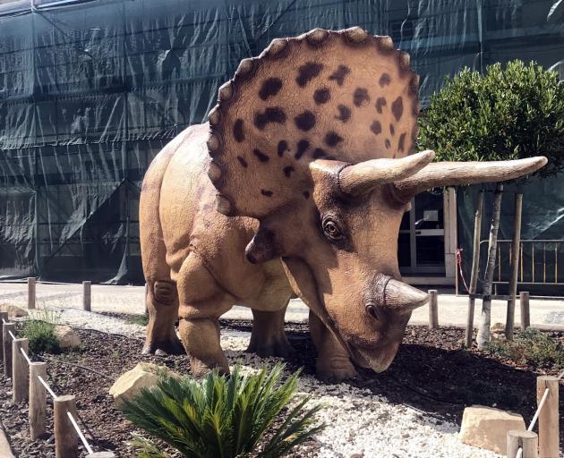 Plant-eating triceratops became extinct 65 million years ago.
