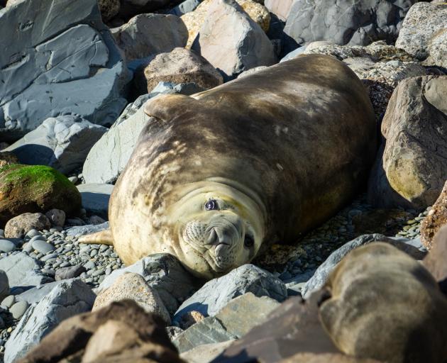 A juvenile elephant seal once again relaxes on the rocky shore of the Oamaru Blue Penguin Colony...