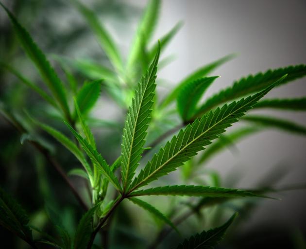 Cannabis has been outlawed in New Zealand since 1927 but could be legalised for recreational use...