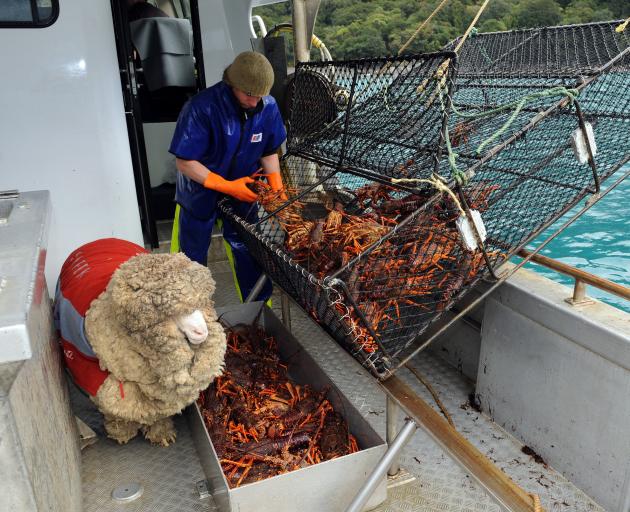Shrek on deck as crayfish are landed in Milford Sound. 