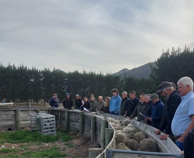 Farmers cast a practised eye over an entry at the Canterbury Merino Association’s Two Tooth Ewe...