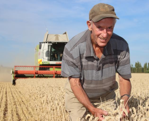 Otama farmer Mike Solari examines wheat heads growing in a paddock about to be harvested that...