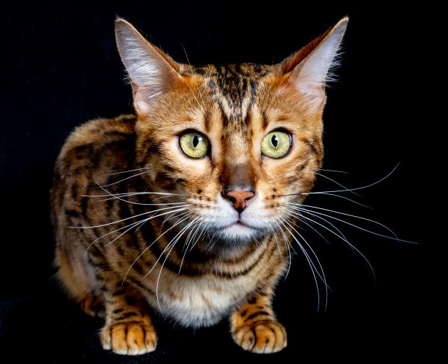Ownership of Bengal cats requires a special permit in Southland. PHOTO: GETTY IMAGES