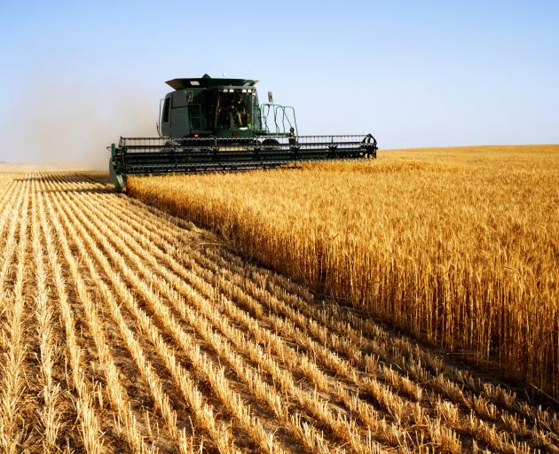 A diesel-powered combine harvester harvests a field of golden wheat. PHOTO: GETTY IMAGES
