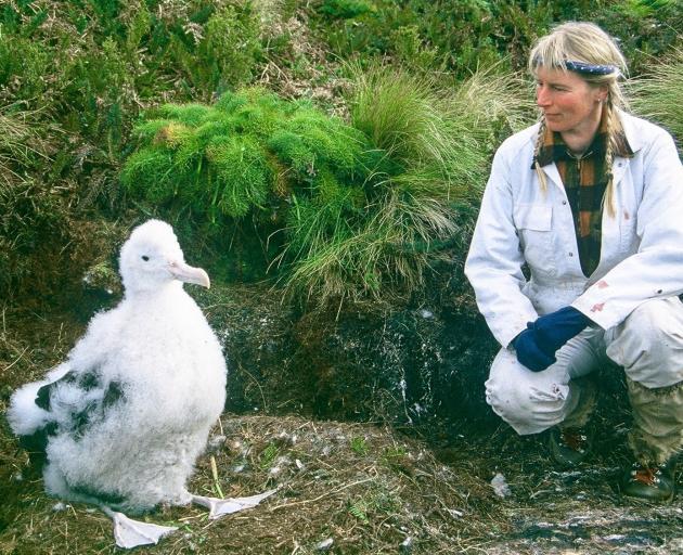 Forsyth chats with an albatross on the Antipodes Islands.PHOTO: IAN TURNBULL

