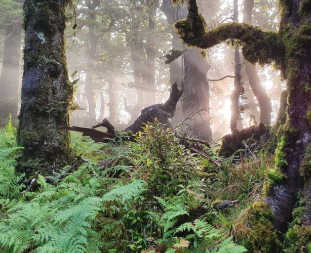 The Lake Waikaremoana Great Walk is surrounded by native bush. Photo: RNZ