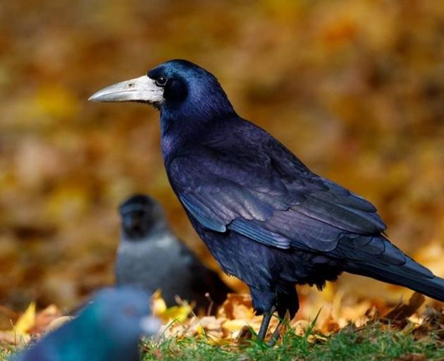 A rook in the wild. PHOTO: SUPPLIED