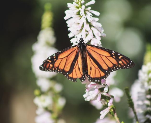 New Zealand monarch butterflies have adapted to island life. PHOTO: ALLIED PRESS ARCHIVES