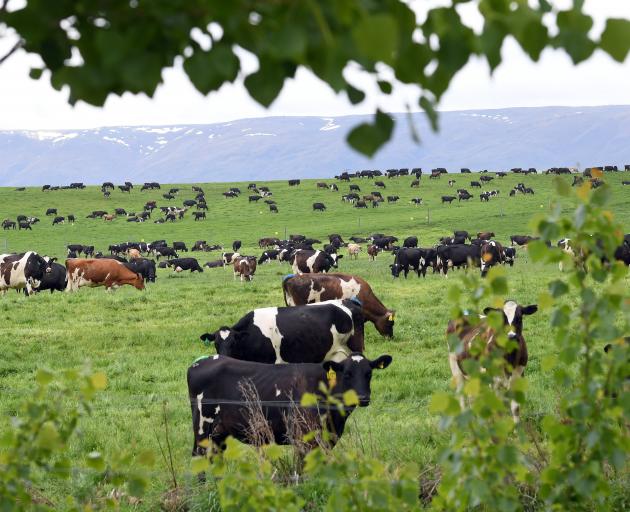 Dairy cows graze on a farm in the Manuherikia Valley. PHOTO: STEPHEN JAQUIERY