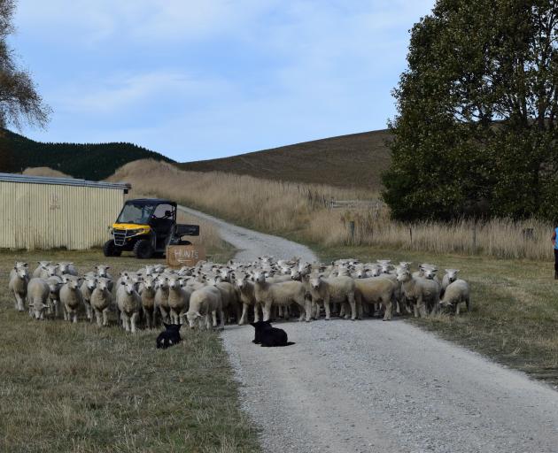 Cressbrook owner Katrina Caley moves sheep to a Waihemo Collie Club hunt course on her farm in...