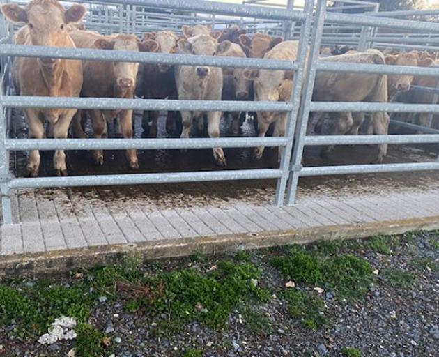 A pen of 16 Charolais-cross steer calves, which were the heaviest at the Owaka Calf Sale. PHOTO:...