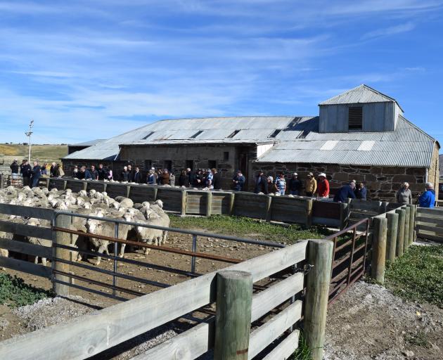 More than 60 people attended the stop at Patearoa Station during the inaugural Otago Merino...