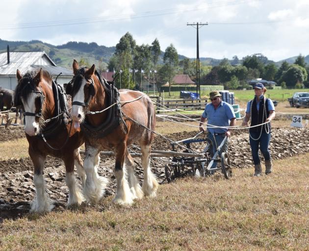 Sean Leslie and Casey Tilson, of Middlemarch, use Clydesdales to till their way to winning the...