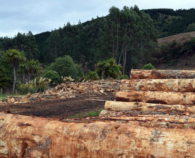 Pinus radiata logs on Glenomaru Farm set for milling and a slash pile, which will be used as a...