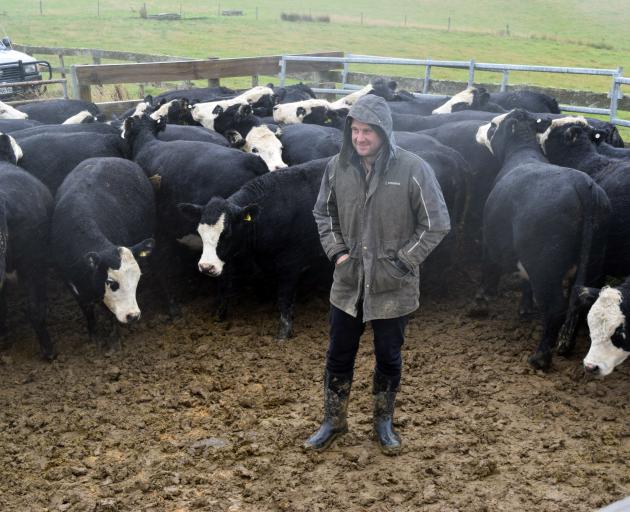 Sheep and beef farmer Brad Williams in a pen of Angus and Hereford cross in-calf heifers at his...