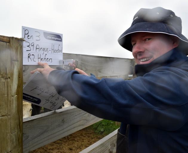PGG Wrightson agent Warwick Howie, of Lawrence, staples a sign on a pen of heifers at a drought...