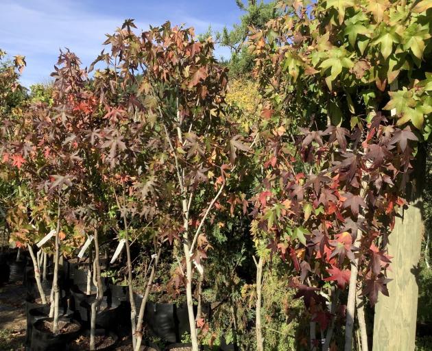 Allanton nursery Trees of the World is holding a sale on trees from this weekend. PHOTO: SUPPLIED