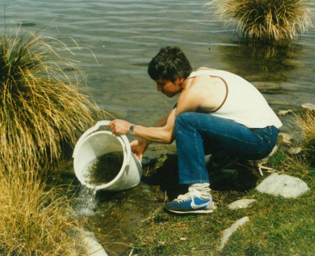 Mark Webb releases rainbow trout fish fry from the Wanaka hatchery in to Lake Alexandrina in 1985.