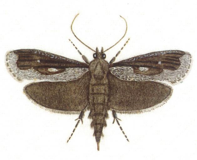 Female frosted phoenix moth — watercolour by G.V. Hudson, 1928. PHOTO: PAV JOHNSSON / SUPPLIED