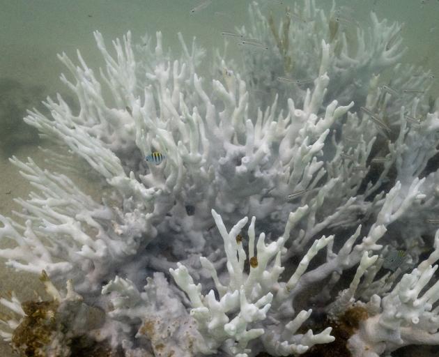 Bleached coral at the Costa dos Corais in Japaratinga, Brazil. PHOTO: REUTERS