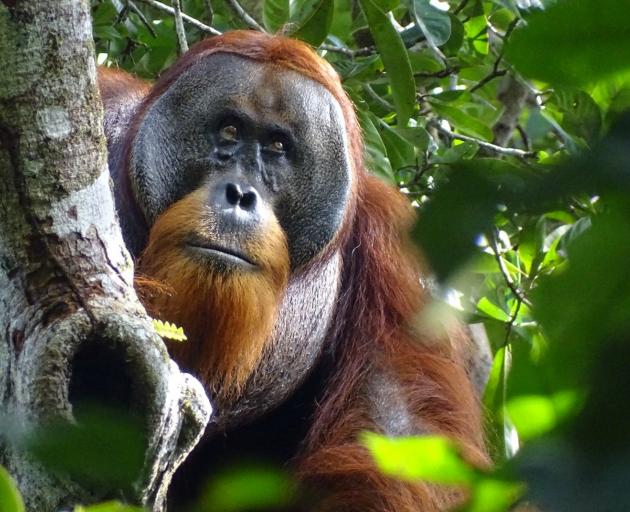 A male Sumatran orangutan named Rakus is seen two months after wound self-treatment using a...