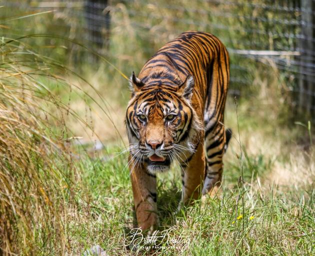 Photo: Orana Wildlife Park / File image
