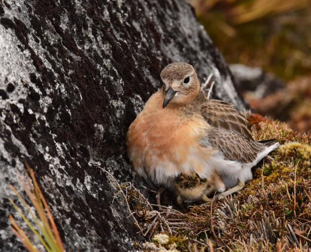 The southern dotterel is one of the species Predator Free Rakiura is hoping to protect on Stewart...