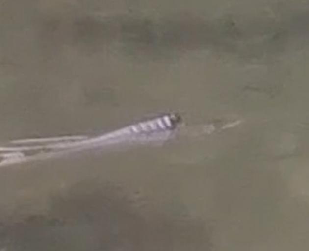 A sea creature found to be a barracouta swimming near the shore in the Andersons Bay Inlet. PHOTO...